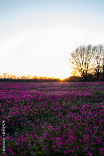 sunset in field