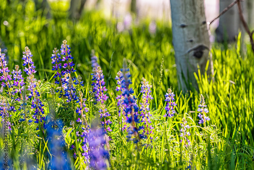 Many purple lupine flowers in small forest in Snowmass Village in Aspen, Colorado and many colorful wildflowers in Aspen grove photo