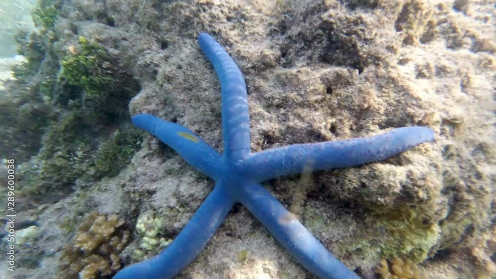 Underwater shot of a blue starfish in the South Pacific Underwater shot of a blue starfish in the South Pacific