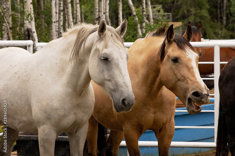 A comical braying gold coloured horse in a holding pen