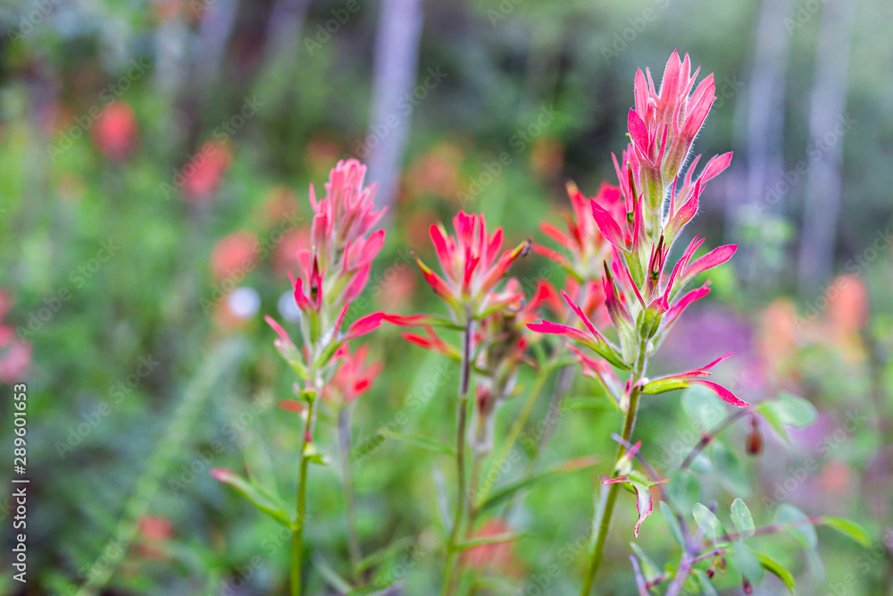 Closeup of red wildflowers on Snowmass Lake hike trail in Colorado in National Forest park mountains with Scarlet Indian Paintbrush Castilleja miniata flowers Closeup of red wildflowers on Snowmass Lake hike trail in Colorado in National Forest park mountains with Scarlet Indian Paintbrush Castilleja miniata flowers