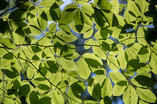 Close-up of the leaves of the hornbeam tree. Blurred background. Pulled down.