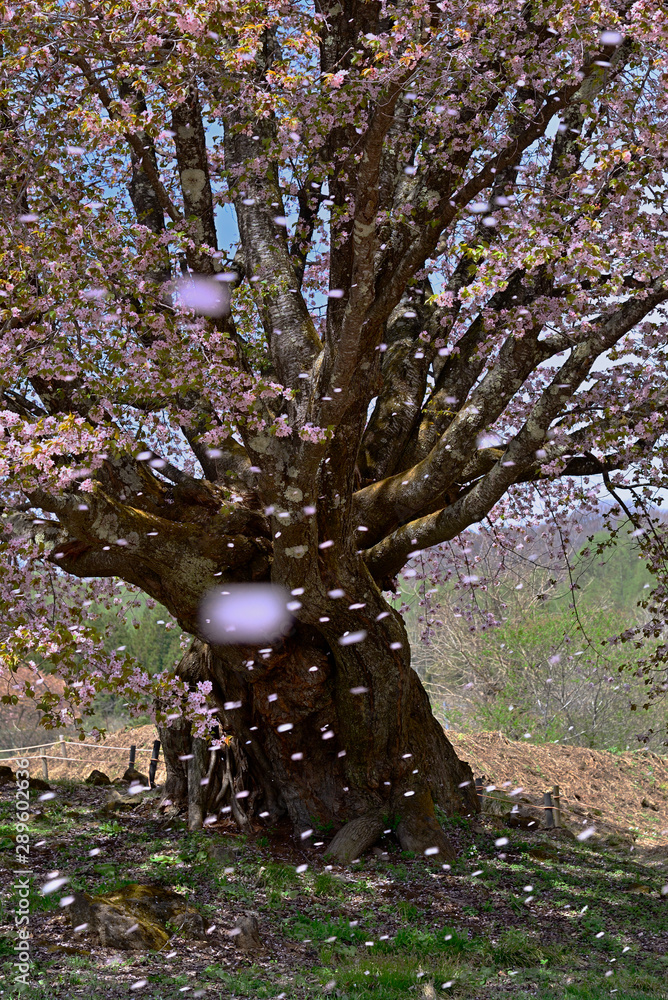 落下する天王桜 桜花散る風景 天王桜の花吹雪 Stock Photo Adobe Stock