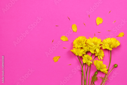 Fototapeta Naklejka Na Ścianę i Meble -  yellow flower on pink background. copy space. top view. flat lay.