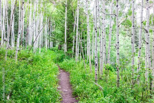 Aspen forest and wildflower...