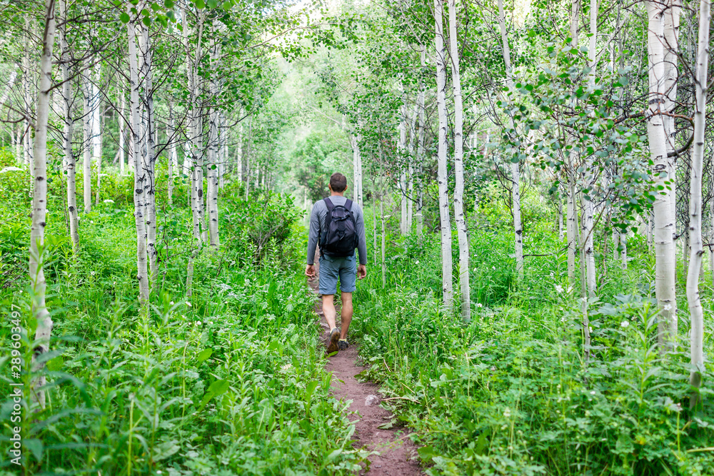 Aspen trees in morning summer with back of man hiking on Snowmass Lake hike trail in Colorado in National Forest park Aspen trees in morning summer with back of man hiking on Snowmass Lake hike trail in Colorado in National Forest park