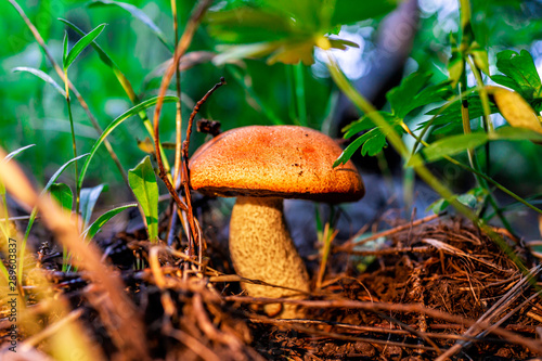 Φωτογραφία Macro closeup of one Leccinum insigne orange Cap mushroom growing in ground in S