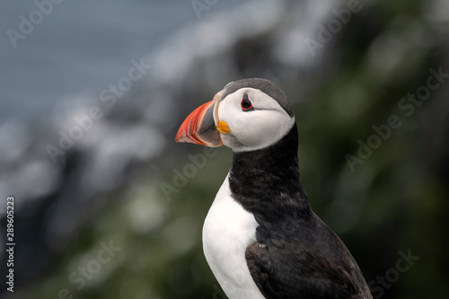 Close up profile of a puffin.  Image taken in the Farne Isands, United Kingdom. © Lori Labrecque