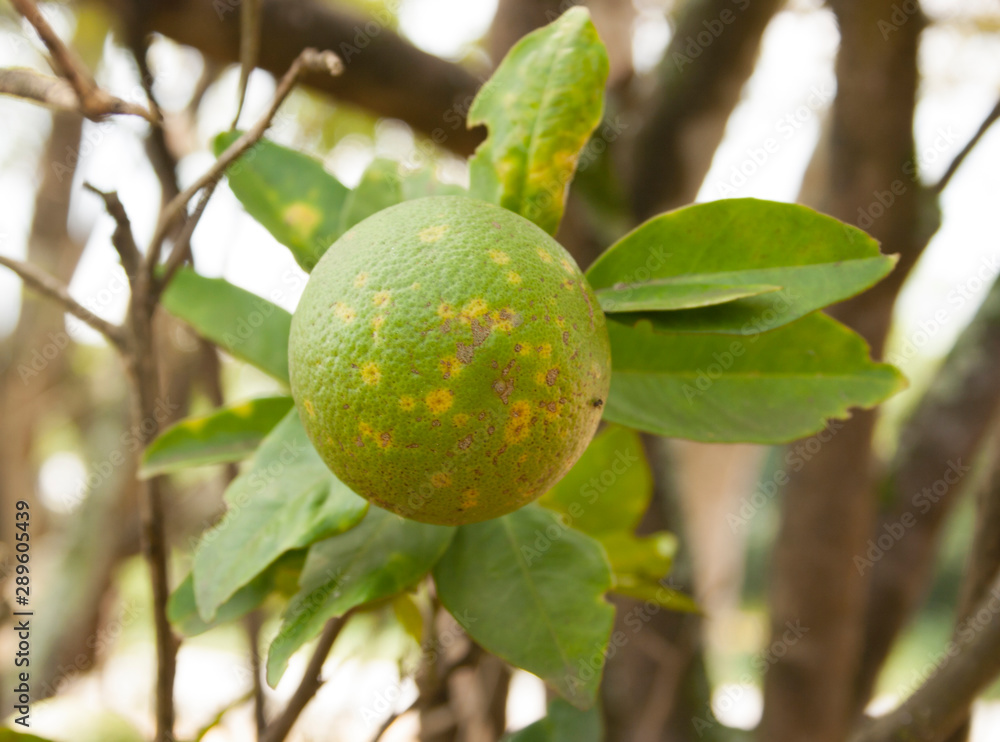 Diseased orange citrus infected with leprosis