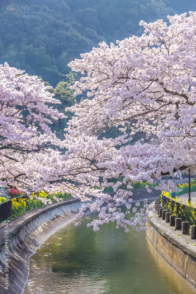 山科疏水 山科疏水