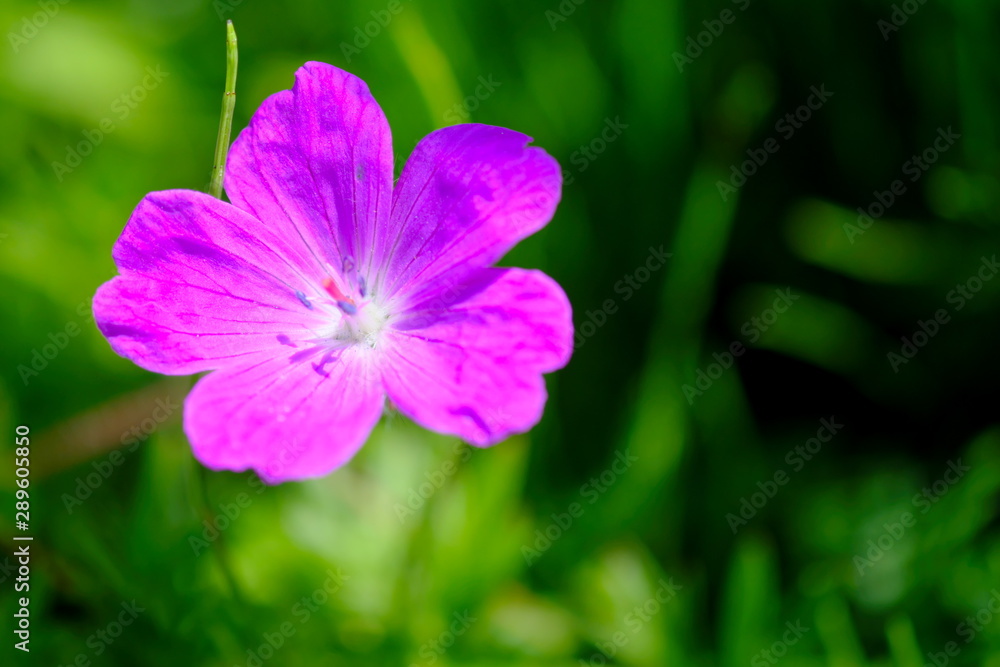 Fototapeta premium 紫の小さな花