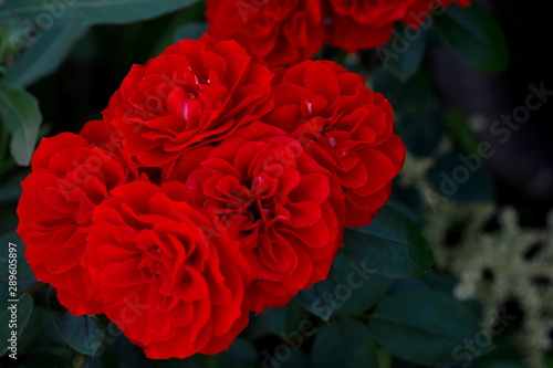 赤いバラ © yao-mi93