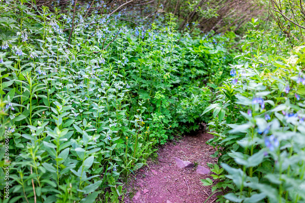 Φωτογραφία Tall chiming blue bell bluebell flowers on Snowmass Lake hike trail along path i