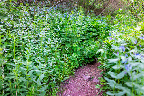 Fotografie Tall chiming blue bell bluebell flowers on Snowmass Lake hike trail along path i