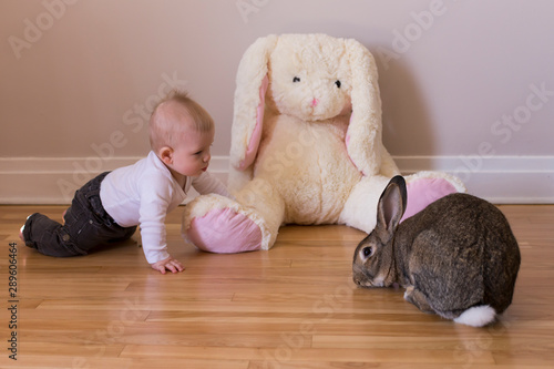 Horizontal photo of adorable baby boy in casual clothes crawling towards cute brown Flemish Giant rabbit, with large stuffed toy rabbit between them