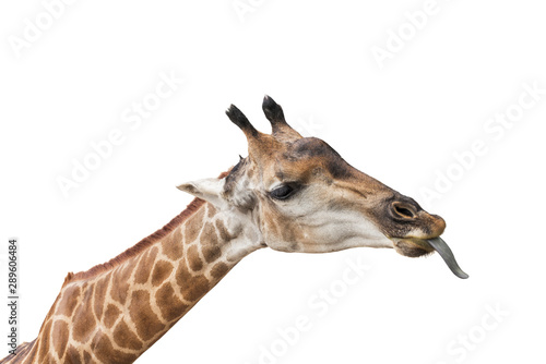 Giraffe Tongue am to eat on a white background.