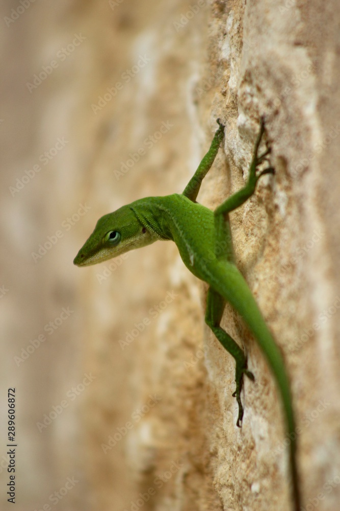 Naklejka premium Anole Lizard