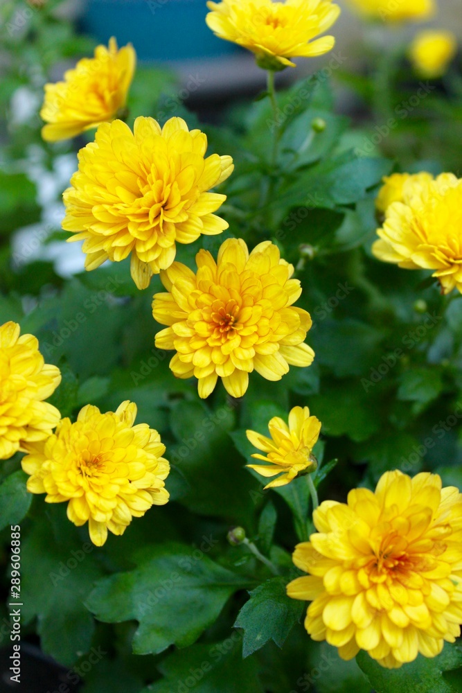 Garden Mums Garden Mums