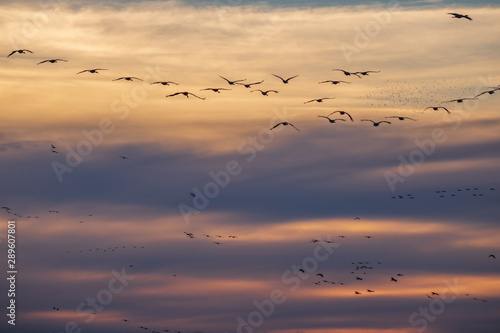 Flock of sandhill cranes flying at sunset © Megan