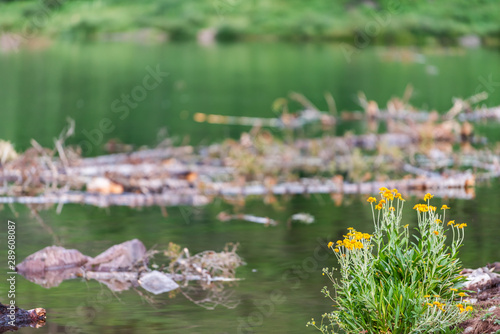 Group of yellow flowers wildflowers in Maroon Bells lake during morning sunrise in Aspen, Colorado with bokeh background of water © Kristina Blokhin