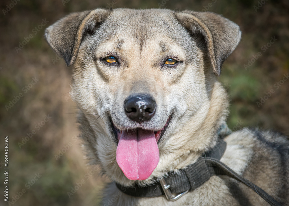 Smiling dog is panting and looking