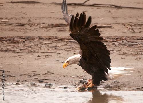 Bald Eagle with Salmon in Haines, Alaska photo