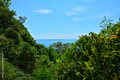 Fototapeta Naklejka Na Ścianę i Meble -  森から見える島