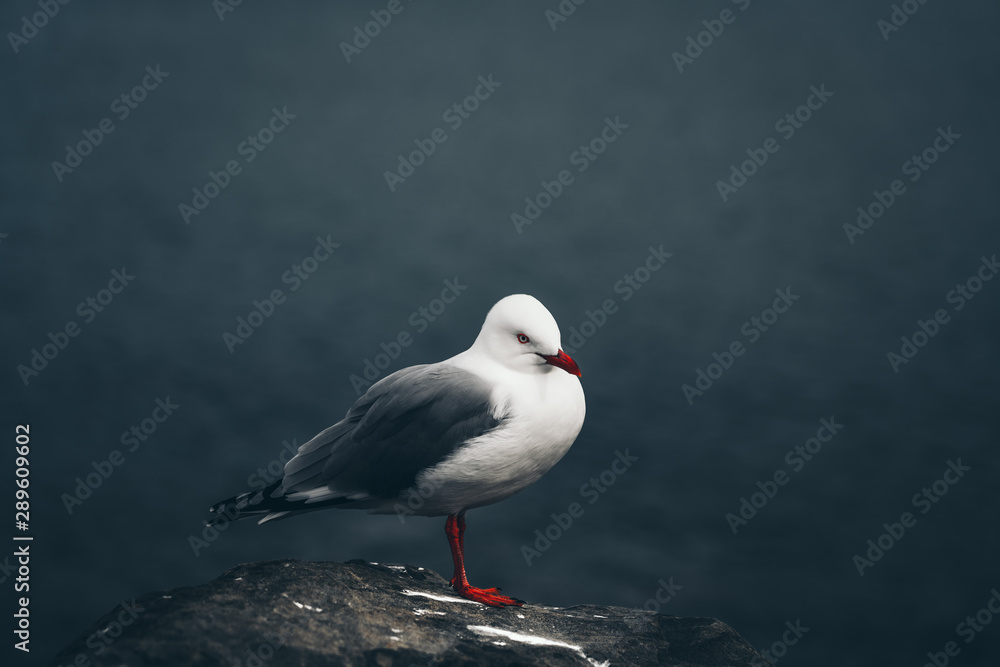 The close-up of sea gull The close-up of sea gull