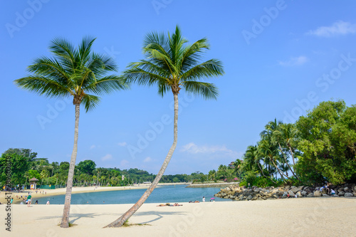 palm tree on a white sand beach