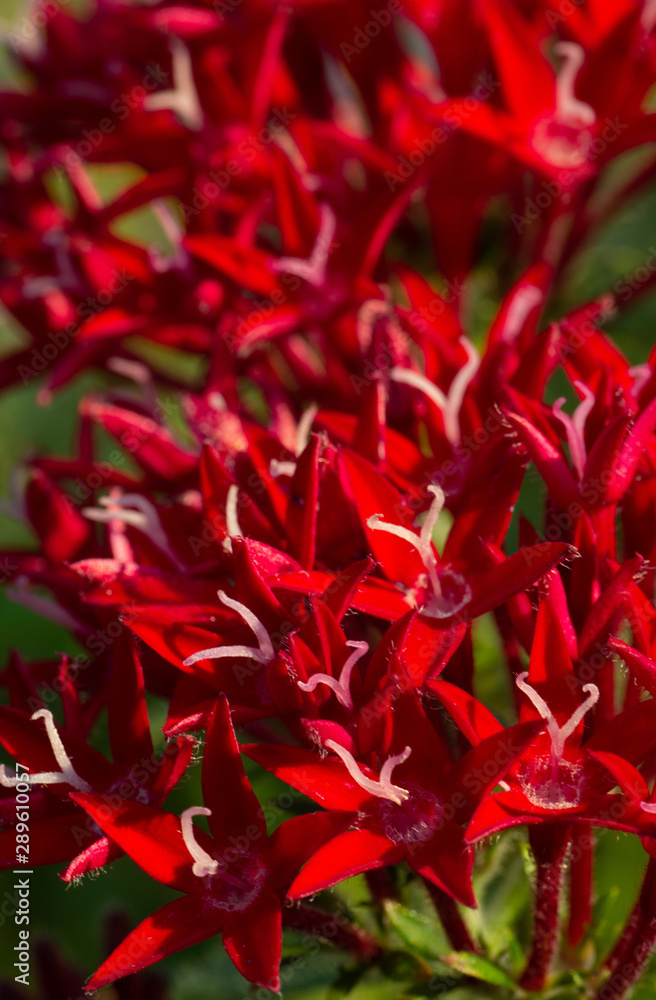 red Pentas with white stamens