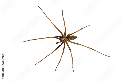 Giant house spider isolated on white background