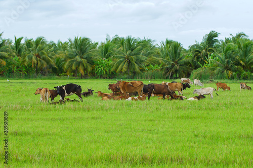 Cows grazing in green meadow. Cows in beautiful rice fields in summer