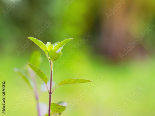 Holy basil fresh leaves from the garden. holy basil (soft of focus)