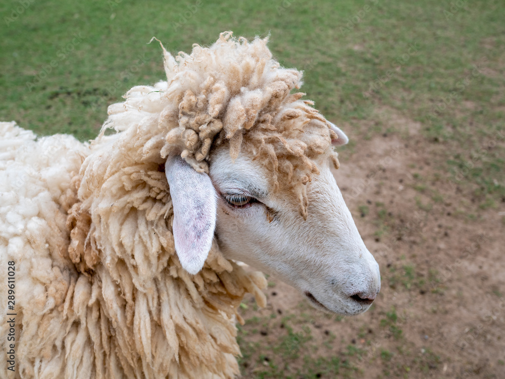 Sheep close up portrait white and brown of cute friendly feeding in farm chewing glass. Sheep at farm Sheep close up portrait white and brown of cute friendly feeding in farm chewing glass. Sheep at farm