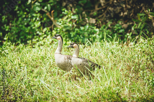 A pair of Hawaiian goose called, Nene, through the Hawaiian Islands. The official bird of the state. They are exclusively found in the wild on the islands of Oahu, Maui, Kauaʻ,  and Molokai. photo