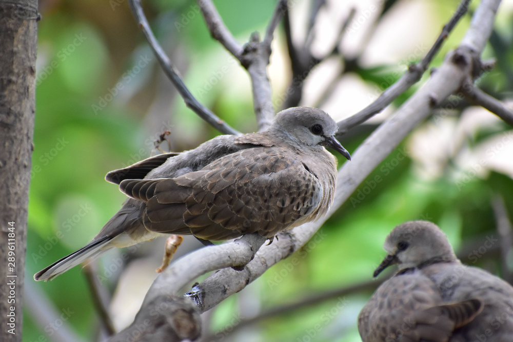Love Birds Love Birds