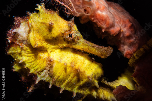 Hippocampus histrix Thorny seahorse
