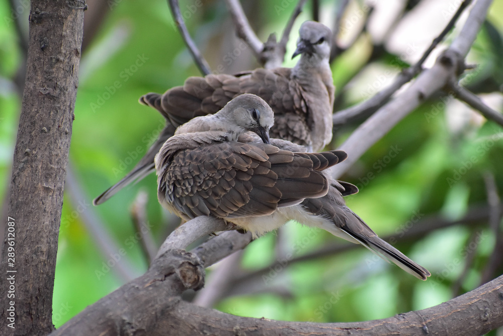 Fototapeta premium Love Birds