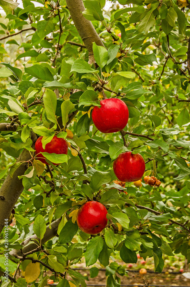 Four Shiny Red Apples