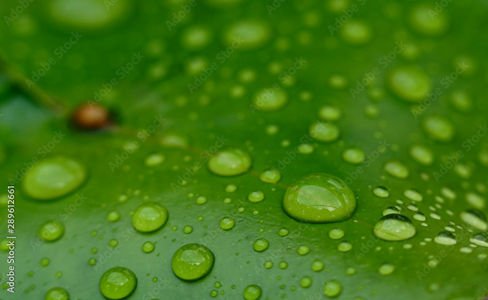 sphere water droplet on the lotus leaf sphere water droplet on the lotus leaf
