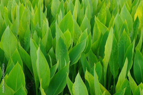 Canna grows in the green belt. It s beautiful