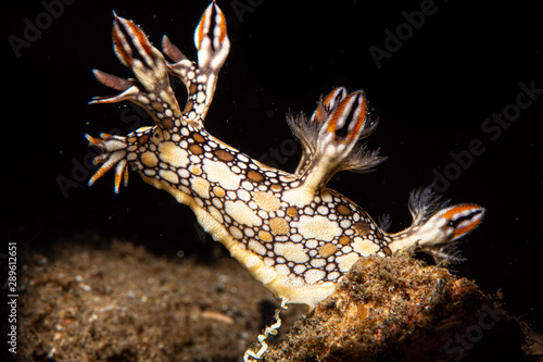 Bornella anguilla nudibranch photo