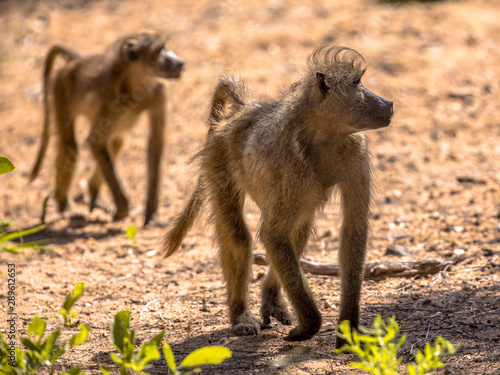 Two Chacma baboons walking