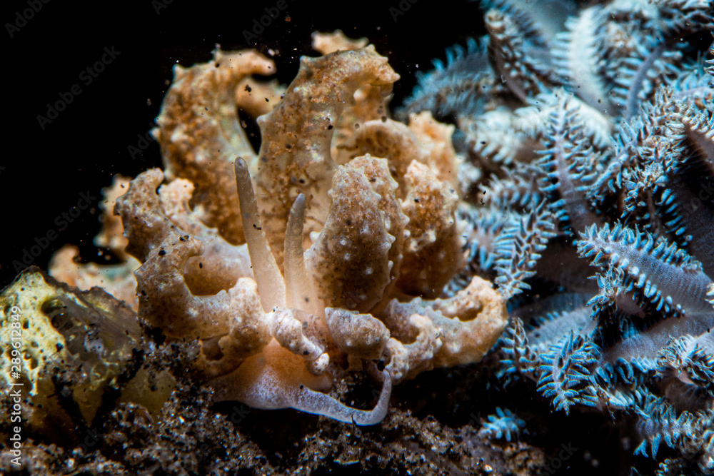 Fototapeta premium Phyllodesmium crypticum nudibranch