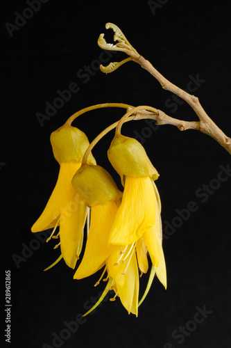 Yellow Kowhai blooms native to New Zealand
