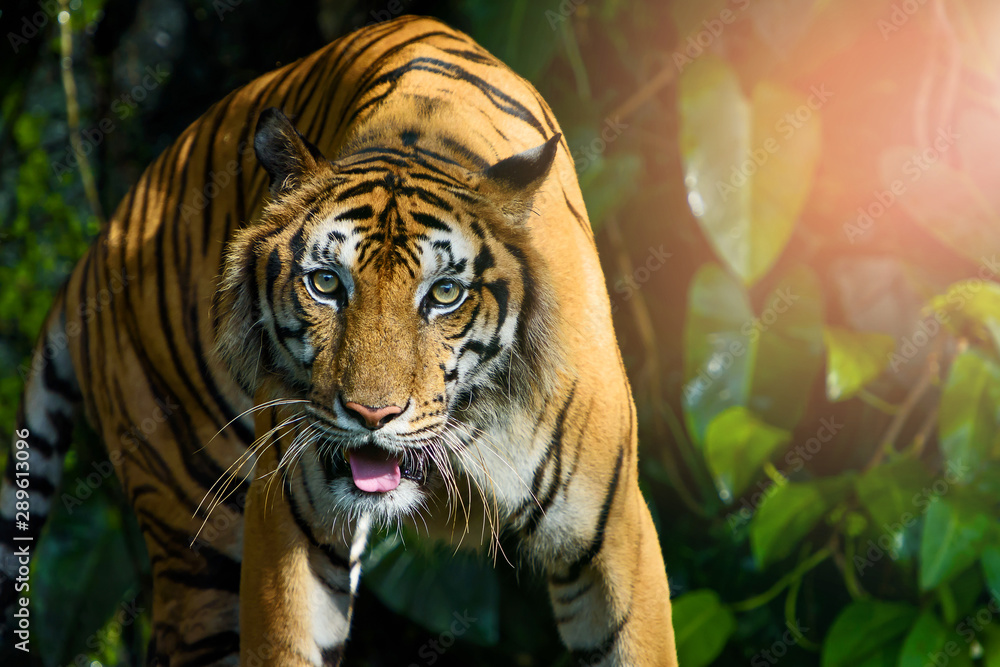 Fototapeta premium Photos of tiger naturally.