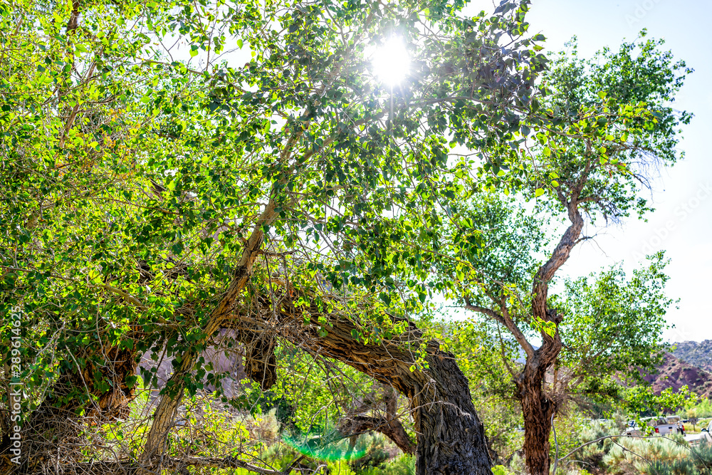 Fototapeta premium View of sun from Desert Voices Nature Trail and Split Mountain Campground in green summer in Dinosaur National Monument Park, Utah