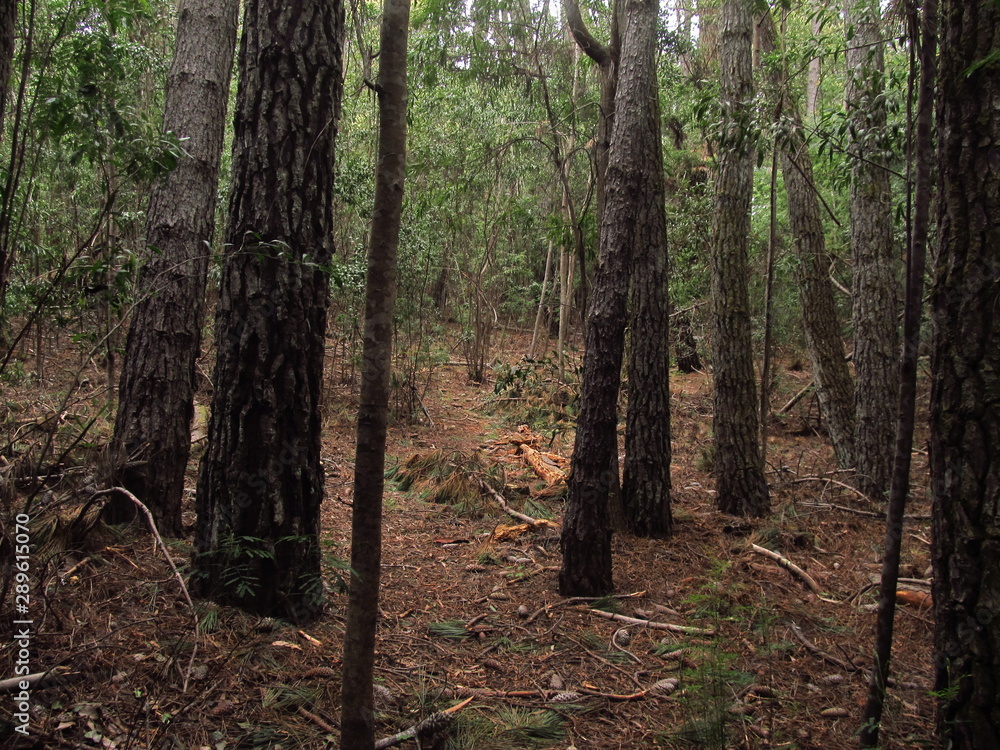 Fototapeta premium trees of a natural park