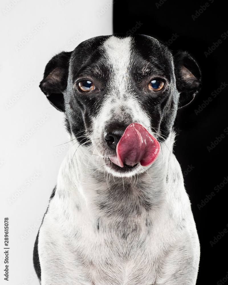 Black and White Dog Licking Nose on Black and White Background Black and White Dog Licking Nose on Black and White Background