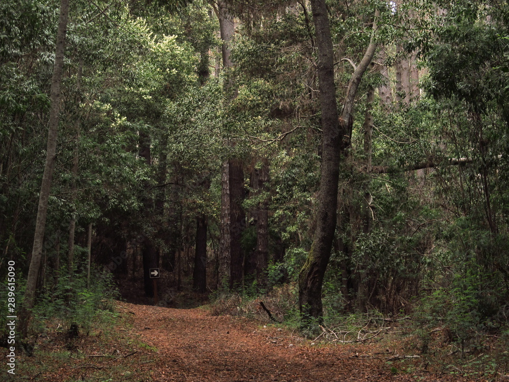 footpath of Federico Albert's natural reserve park in Chili. footpath of Federico Albert's natural reserve park in Chili.